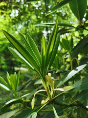 Young green new leaves of rhododendron in the botanical garden of St. Petersburg.