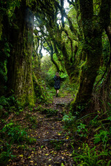 Woody area in New Zealand hiking in the forest.