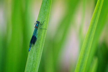 Close up of a damsel fly (agrion splendens) perched on blade of green grass