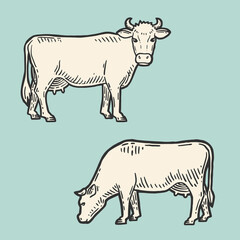 Set of cows. Farm animal. Hand drawn sketch. Vintage style. Color vector illustration.