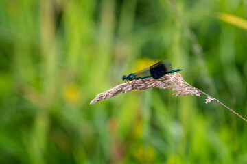 Close up of a damsel fly (agrion splendens) perched on grass flower head
