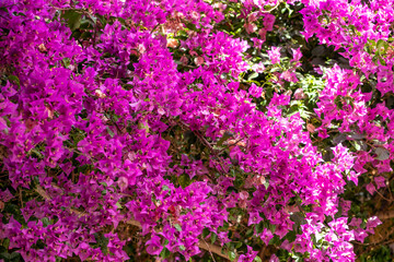 Pink purple bougainvillea spectabilis blooming background. Thorny wild tropical vine plant with green leaves. Bush, flowers in springtime.