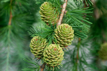 green spring larch cones on twig closeup selective focus - obrazy, fototapety, plakaty