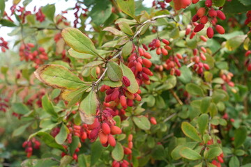 Oblong red berries in the leafage of Berberis vulgaris in September