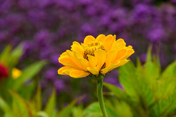Beautiful blossom yellow zinnia flower in Garden.