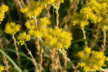 goldmoss stonecrop, sedum acre flowers closeup selctive focus