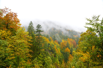 Fototapeta premium colorful autumnal forest, foggy day in october