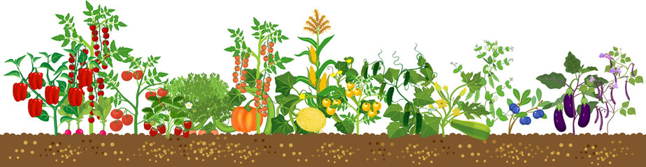 Border with different agriculture plants with ripe fruits and vegetables in all colors of rainbow isolated on white background. Harvest time