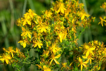 Hypericum perforatum,   perforate St John's-wort flowers closeup selective focus