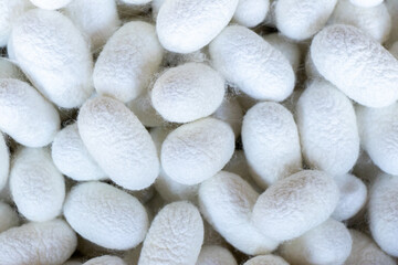 Fototapeta na wymiar Group of silkworm in white cocoon stage background