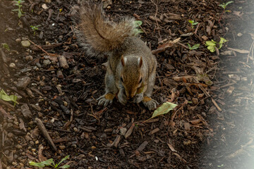 a squirrel and it's nut