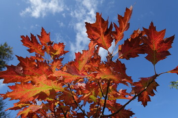 Blue sky and autumnal foliage of red oak in October