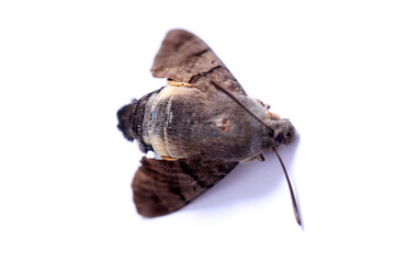 Dead moth insect on white background