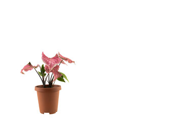 Close up Caladium pink and green leaves in a pot isolated on white background.