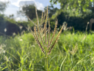 the meadow is blooming