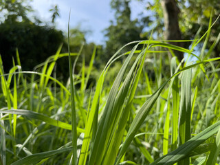 green grass in the wind