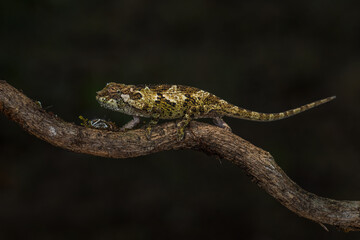 Naklejka na ściany i meble Bale Mountains Two-horned Chameleon - Trioceros balebicornutus, beautiful tiny chameleon endemic in Harrena forest Bale mountains, Ethiopia.