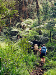 Backpackers gaan een diepe jungle in terwijl ze een wandeling maken op de Umbwe-route in het bos naar de Kilimanjaro-berg. Actieve klimmensen en reizend concept..