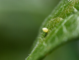 Side view of A Monarch butterfly (Danaus plexippus) egg attached to the surface of a milkweed leaf.  Copy space.	Close up. - Powered by Adobe