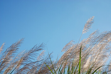 Obraz premium Gently wind grass flowers in fresh air of summer blue sky time. A cool earth toned image for a warm welcome of spring and summer. Calm and peaceful environmental earth concept.