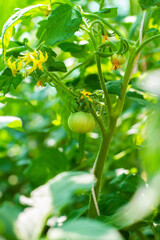 Fototapeta premium The green tomatoes in the vegetable garden are waiting to ripen.
