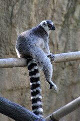 ring lemur