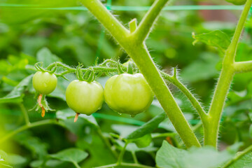 The green tomatoes in the vegetable garden are waiting to ripen.