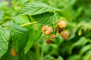 Unripe raspberries waiting to ripen in close-up