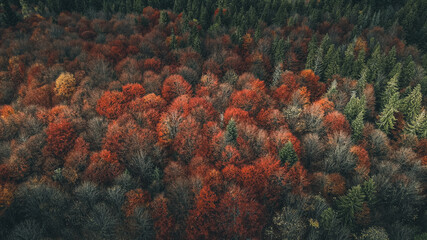 Mystical Forest in Poland 