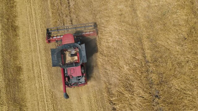 4K Aerial view of wheat harvest. Drone shot flying over combine harvesters working on wheat field. Harvester machine to harvest wheat field Work in process. A field after a harvest.
