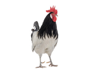 beautiful black and white rooster isolated on white background