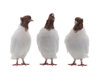 singing dove isolated on white background