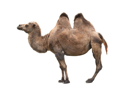 Brown Camel Isolated On White Background