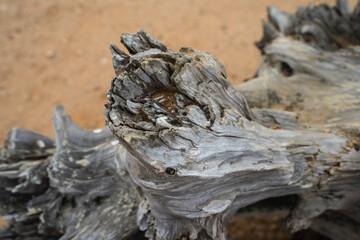 A dry fallen tree on the ocean shore