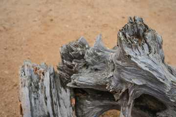 A dry fallen tree on the ocean shore