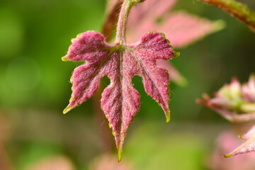 Close up of a young grape leaf.