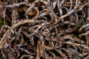 Dry branches or tree roots, natural background