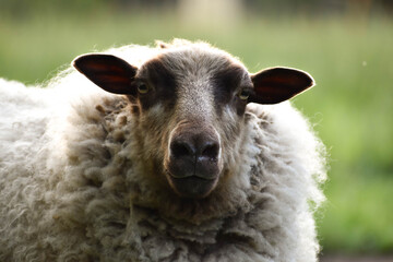 Close-up of a Shetland sheep in the field. - obrazy, fototapety, plakaty