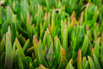 Natural background of green carpobrotus growing near the Pacific Ocean