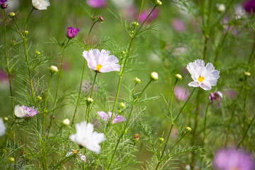 コスモス