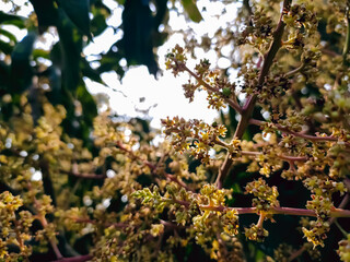 This is the mango flower close-up macro shot in the morning in the winter season in india.