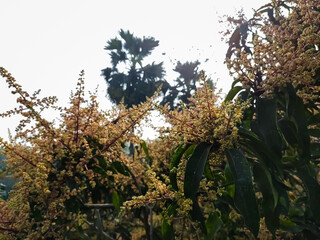 This is the mango flower close-up macro shot in the morning in the winter season in india.