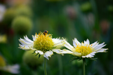 Gaillardia also know as the blanket flower seen in full bloom during springtime in a public park in India.