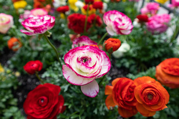 Colorful Spring Flowers along a Sidewalk in Greenwich Village of New York City