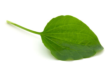 Plantain leaf, medicinal plant isolated on white background.