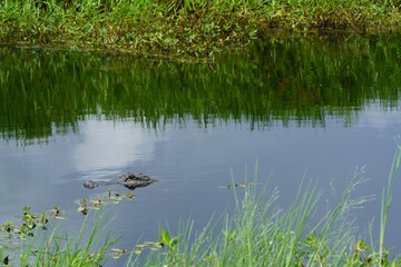 A young American Alligator swimming in a pond at the Cameron Prairie National Wildlife refuge,...