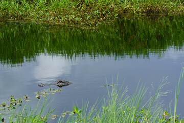 A young American Alligator swimming in a pond at the Cameron Prairie National Wildlife refuge, Cameron Parish, Louisiana