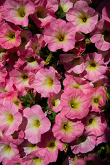 Floral pattern of white and pink petunia for background