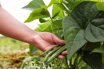 Green beans growing in garden. Hand picking long beans from plant. Plant of asparagus beans.