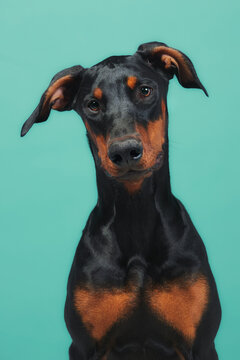 Beautiful Doberman Over Blue Background